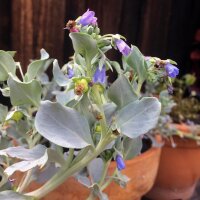 Oesterblad (Mertensia maritima) zaden