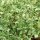 IJskruid (Mesembryanthemum crystallinum) zaden