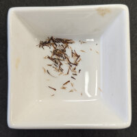 Kratom (Mitragyna speciosa) zaden