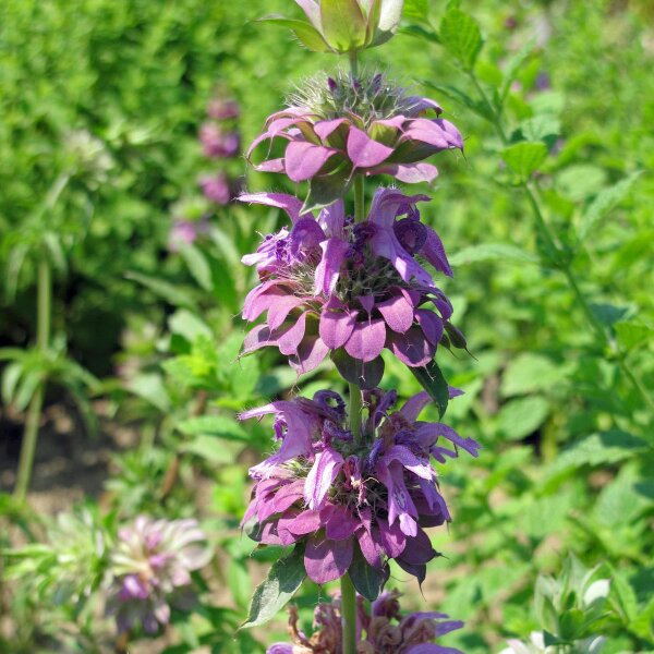 Citroenmonard (Monarda citriodora) zaden