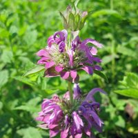 Citroenmonard (Monarda citriodora) zaden