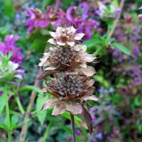 Citroenmonard (Monarda citriodora) zaden