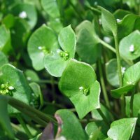 Postelein (Montia perfoliata) zaden