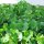 Postelein (Montia perfoliata) zaden