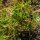 Postelein (Montia perfoliata) zaden