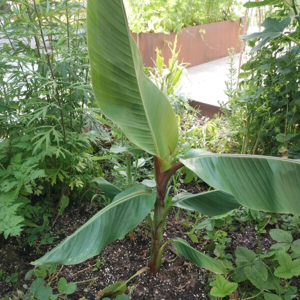 Darjeeling banaan (Musa sikkimensis) zaden