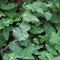 Kattenkruid (Nepeta cataria) zaden