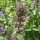 Kattenkruid (Nepeta cataria) zaden