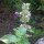 Citroen kattenkruid / witte citroenmelisse (Nepeta cataria ssp. citriodora) zaden