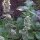 Citroen kattenkruid / witte citroenmelisse (Nepeta cataria ssp. citriodora) zaden