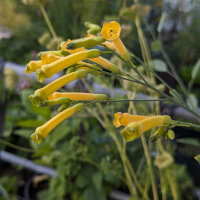 Boomtabak (Nicotiana glauca) zaden