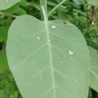 Boomtabak (Nicotiana glauca) zaden