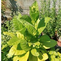 Boerentabak (Nicotiana rustica) zaden