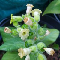 Boerentabak (Nicotiana rustica) zaden