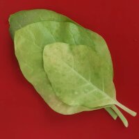 Boerentabak (Nicotiana rustica) zaden