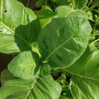 Boerentabak (Nicotiana rustica) zaden