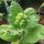 Boerentabak (Nicotiana rustica) zaden