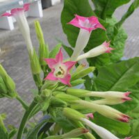 Virginia tabak Virginia Gold (Nicotiana tabacum) zaden