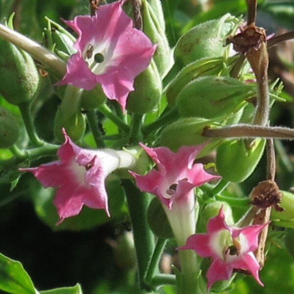 Burley tabak Bursanica (Nicotiana tabacum) zaden