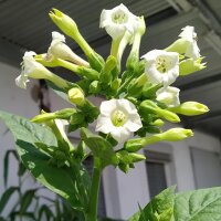 Oriënttabak Samsoun (Nicotiana tabacum) zaden