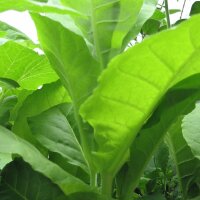Kentucky tabak (Nicotiana tabacum) zaden