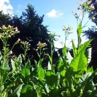 Tabak Badischer Geudertheimer (Nicotiana tabacum) zaden