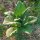 Tabak Badischer Geudertheimer (Nicotiana tabacum) zaden