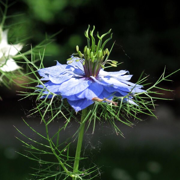 Juffertje-in-het-groen (Nigella damascena) zaden