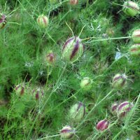 Juffertje-in-het-groen (Nigella damascena) zaden