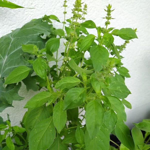 Citroenbasilicum (Ocimum americanum) zaden