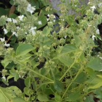 Citroenbasilicum (Ocimum americanum) zaden