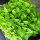 Citroenbasilicum (Ocimum americanum) zaden