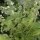 Citroenbasilicum (Ocimum americanum) zaden