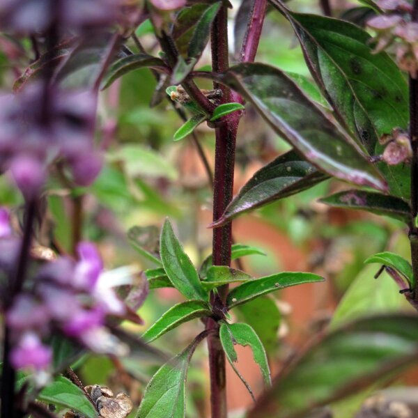 Thaise basilicum (Ocimum basilicum) zaden