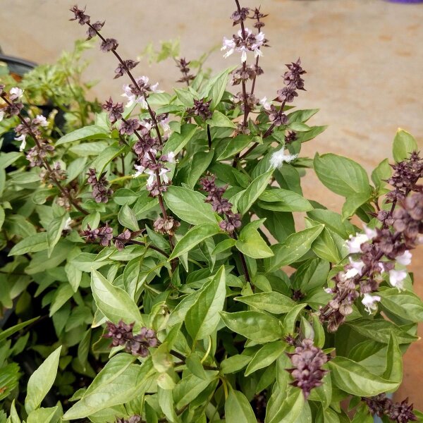 Anijs basilicum (Ocimum basilicum) zaden