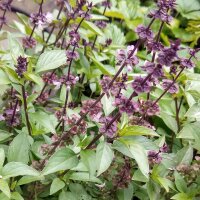 Anijs basilicum (Ocimum basilicum) zaden