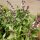 Anijs basilicum (Ocimum basilicum) zaden