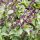 Anijs basilicum (Ocimum basilicum) zaden