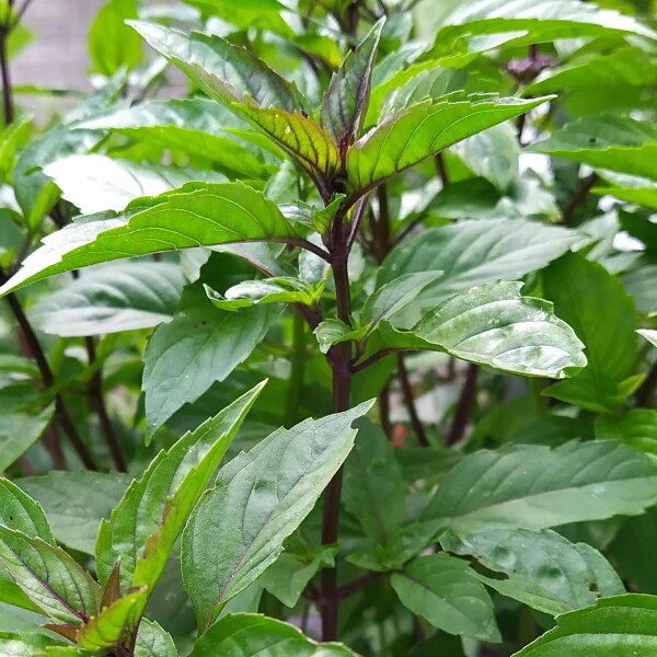 Mexicaanse kaneel-basilicum (Ocimum basilicum) zaden