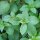 Mexicaanse kaneel-basilicum (Ocimum basilicum) zaden