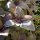 Paarse basilicum (Ocimum basilicum) zaden