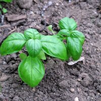 Genovese Basilicum (Ocimum basilicum) zaden