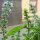 Genovese Basilicum (Ocimum basilicum) zaden