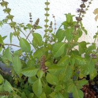 Wilde basilicum / boombasilicum (Ocimum canum) zaden