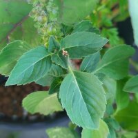 Wilde basilicum / boombasilicum (Ocimum canum) zaden