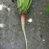 Middelste teunisbloem (Oenothera biennis) zaden
