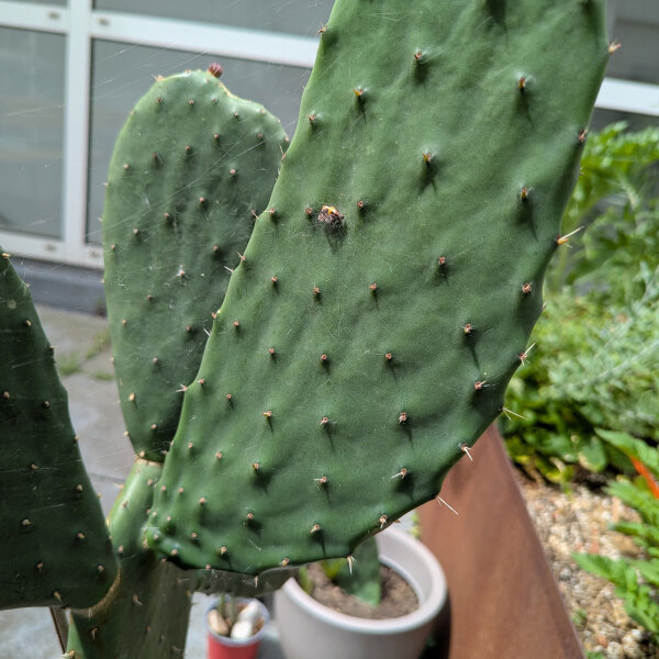 Schijfcactus / vijgencactus (Opuntia ficus-indica) zaden
