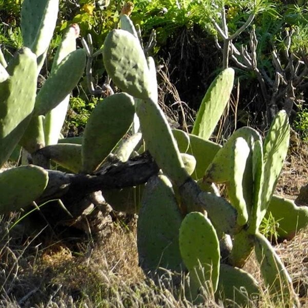 Schijfcactus / vijgencactus (Opuntia ficus-indica) zaden