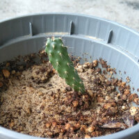 Schijfcactus / vijgencactus (Opuntia ficus-indica) zaden