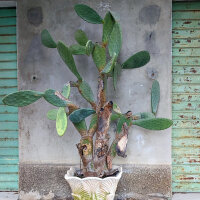 Schijfcactus / vijgencactus (Opuntia ficus-indica) zaden